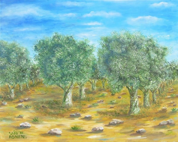 עצי זית בישראל 40\50